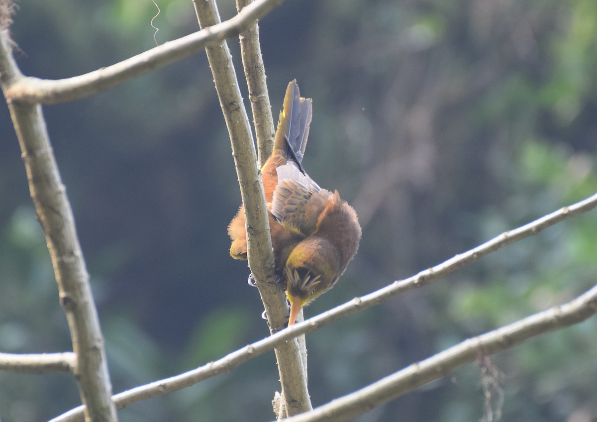 Russet-backed Oropendola - ML623453415