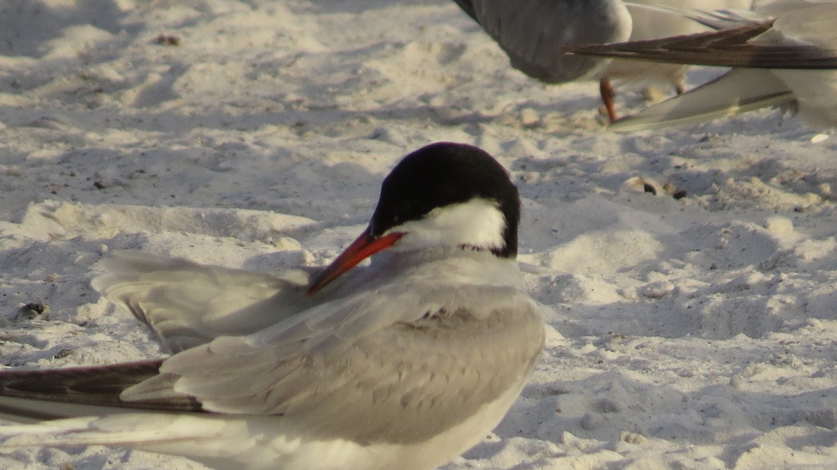 Common Tern - ML623453437