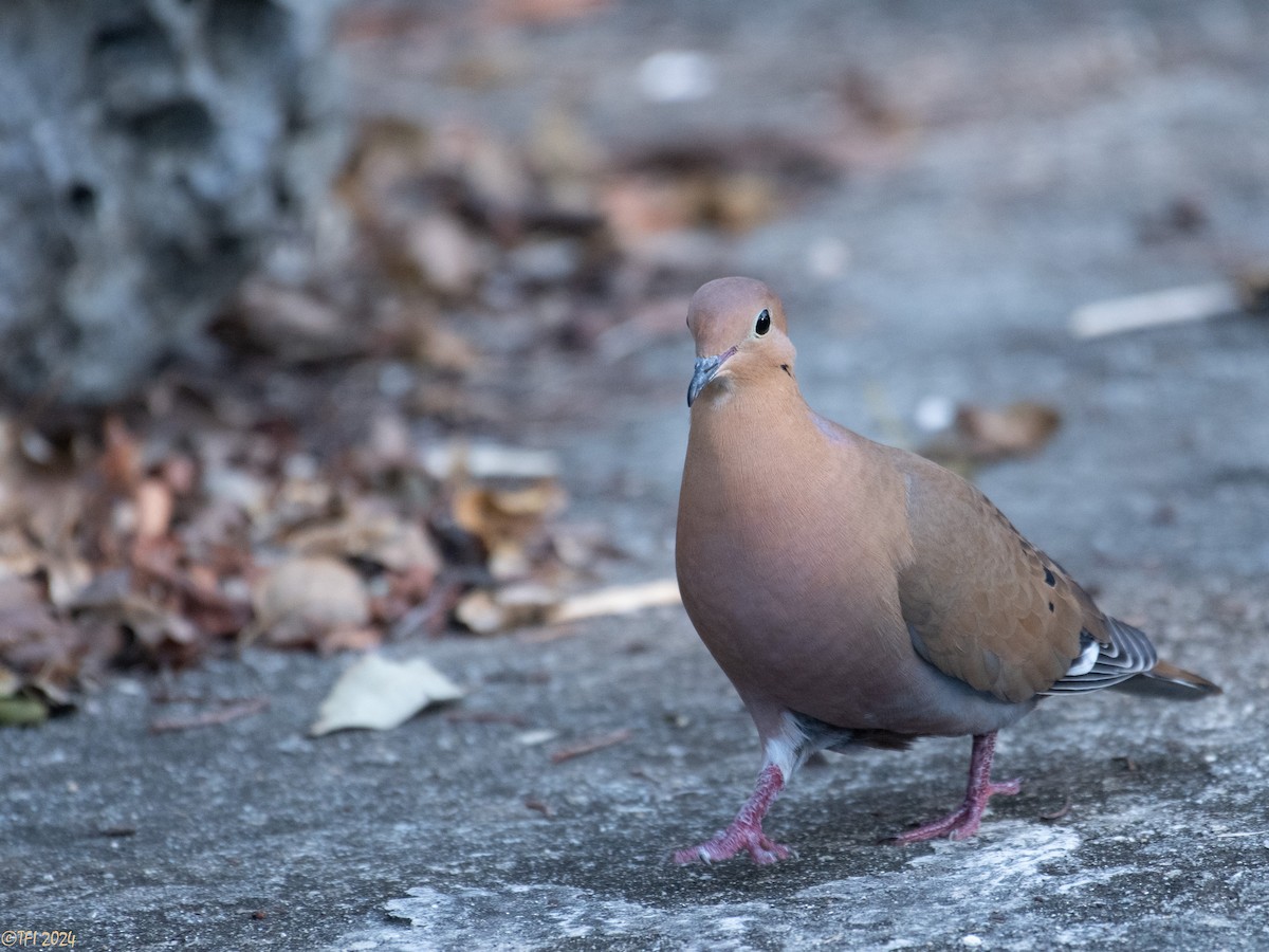 Zenaida Dove - ML623453460