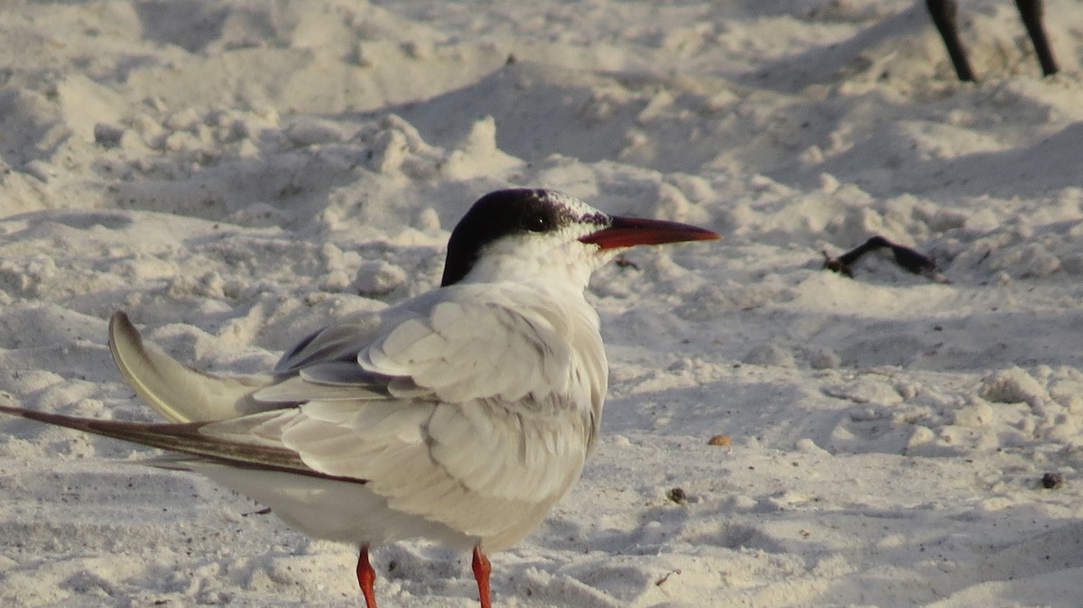 Common Tern - ML623453463