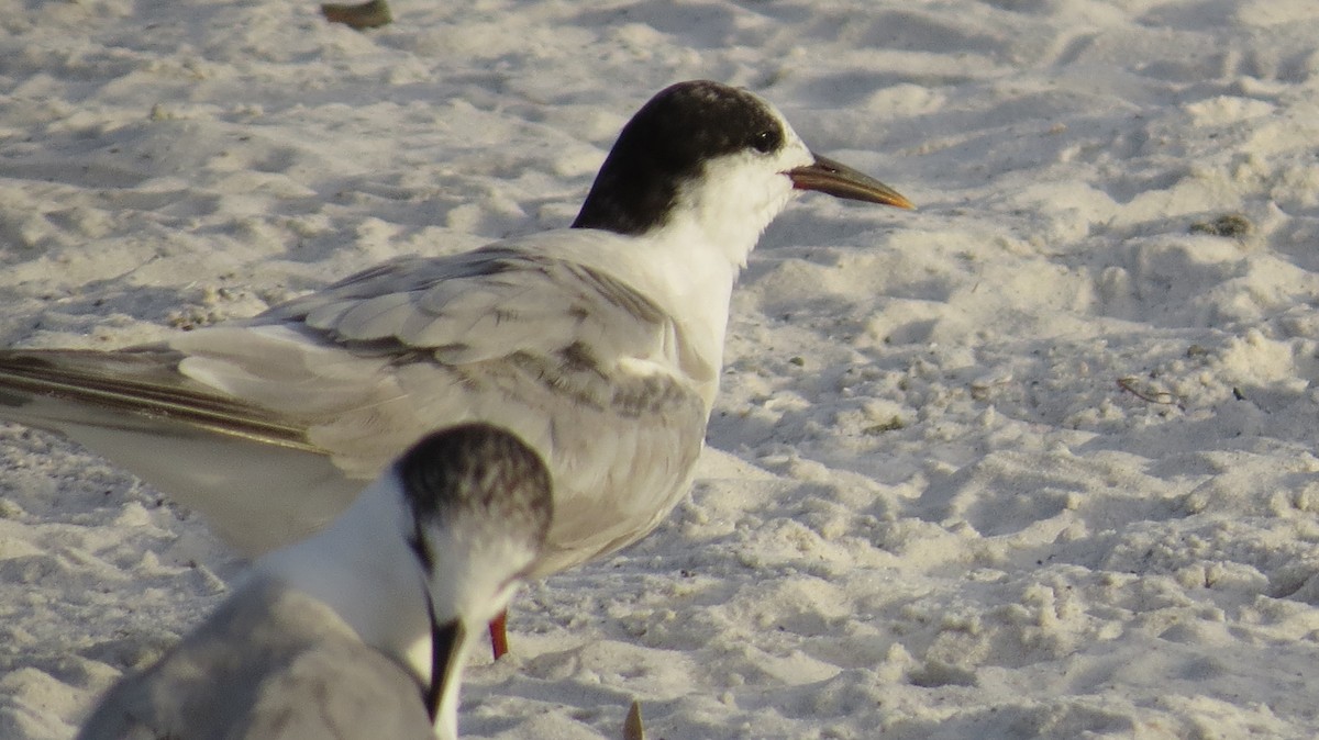 Common Tern - ML623453464