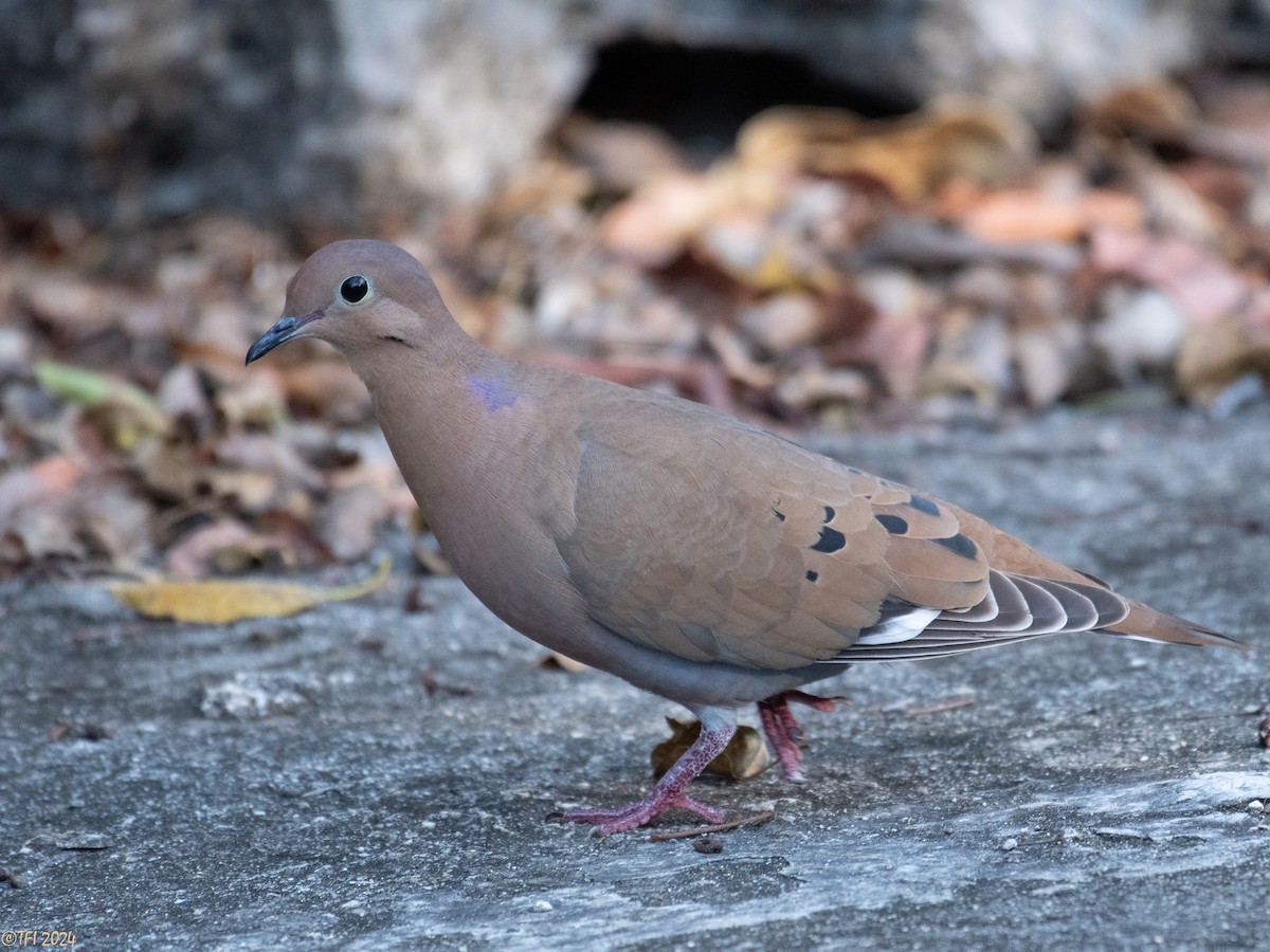 Zenaida Dove - ML623453466