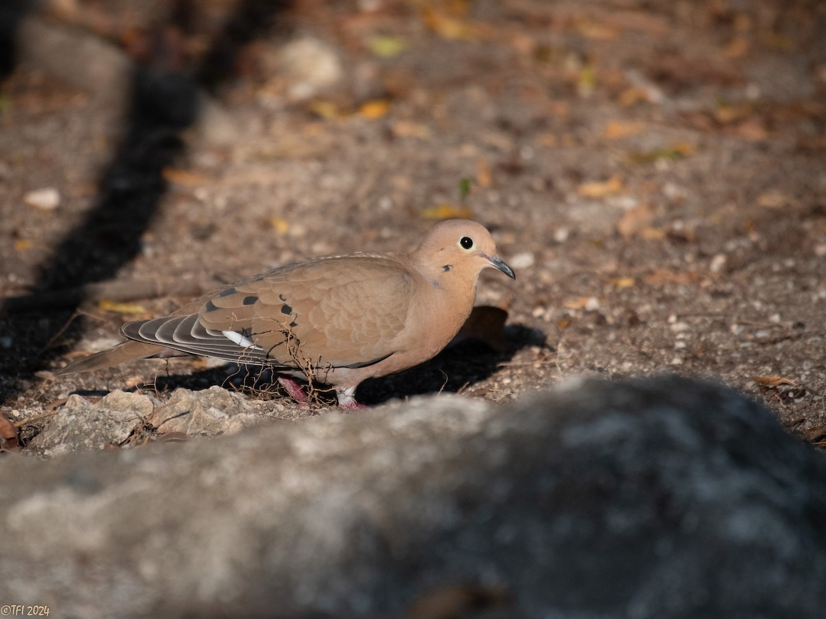 Zenaida Dove - ML623453471