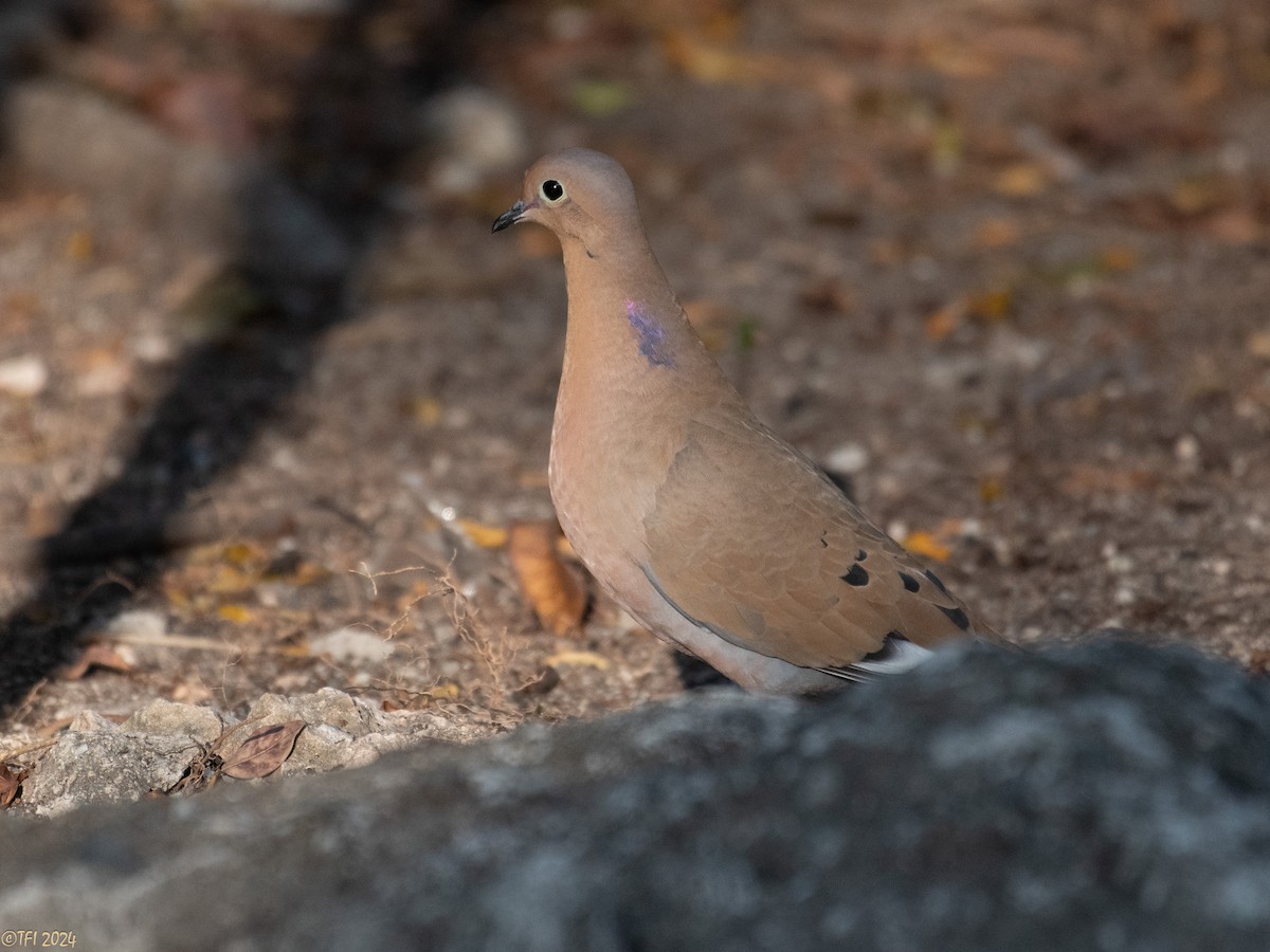 Zenaida Dove - ML623453480