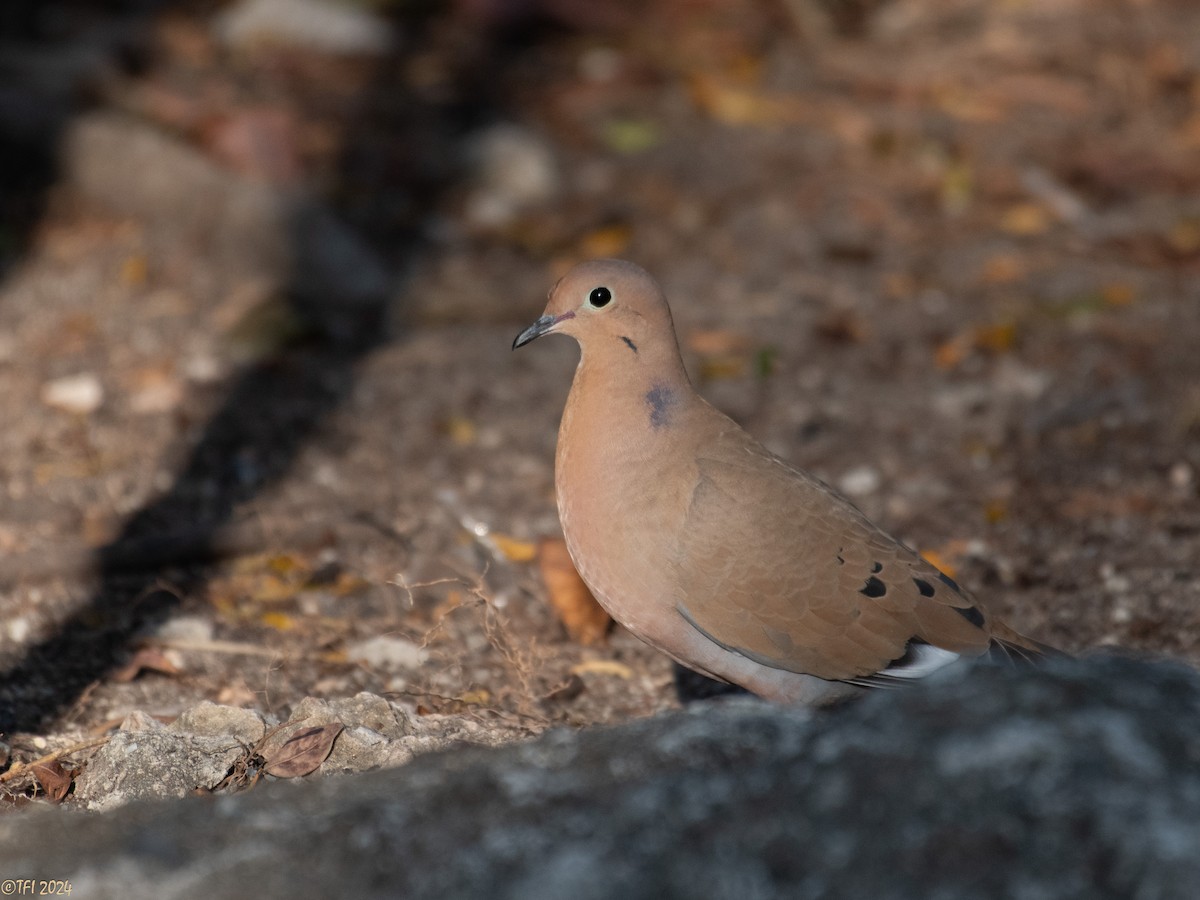 Zenaida Dove - ML623453483