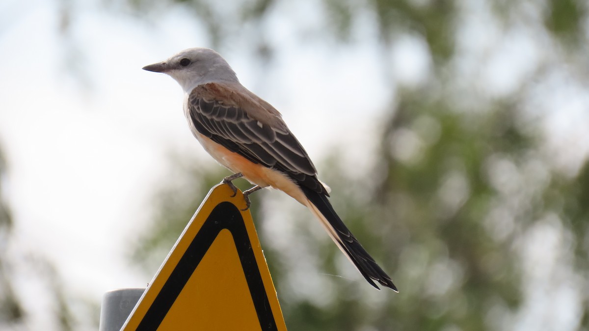 Scissor-tailed Flycatcher - ML623453497