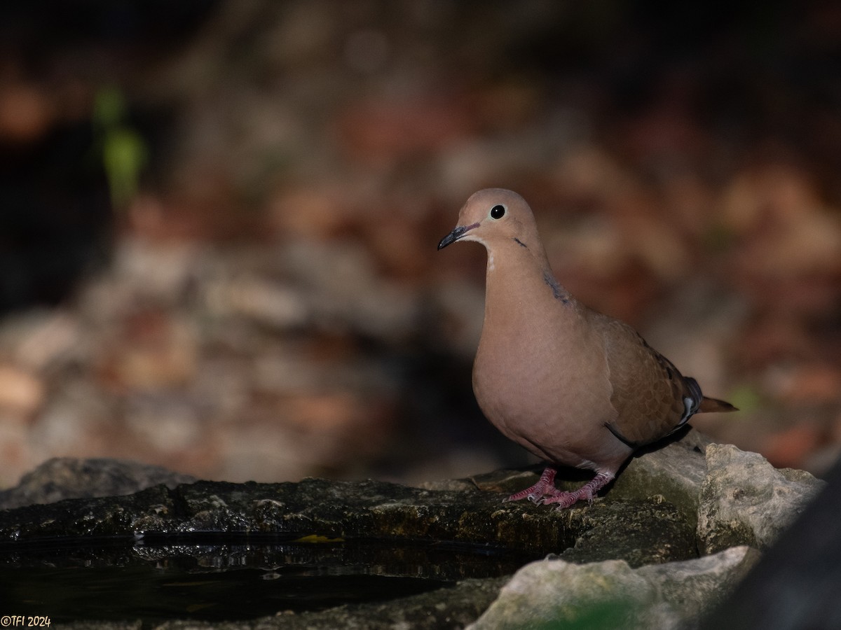 Zenaida Dove - ML623453506