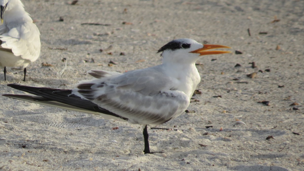 Royal Tern - ML623453507