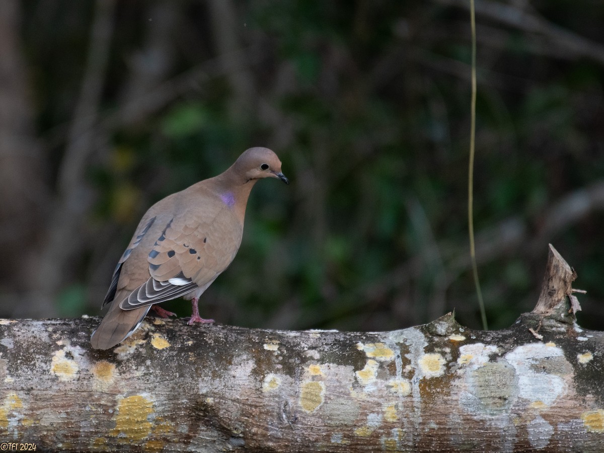 Zenaida Dove - ML623453508