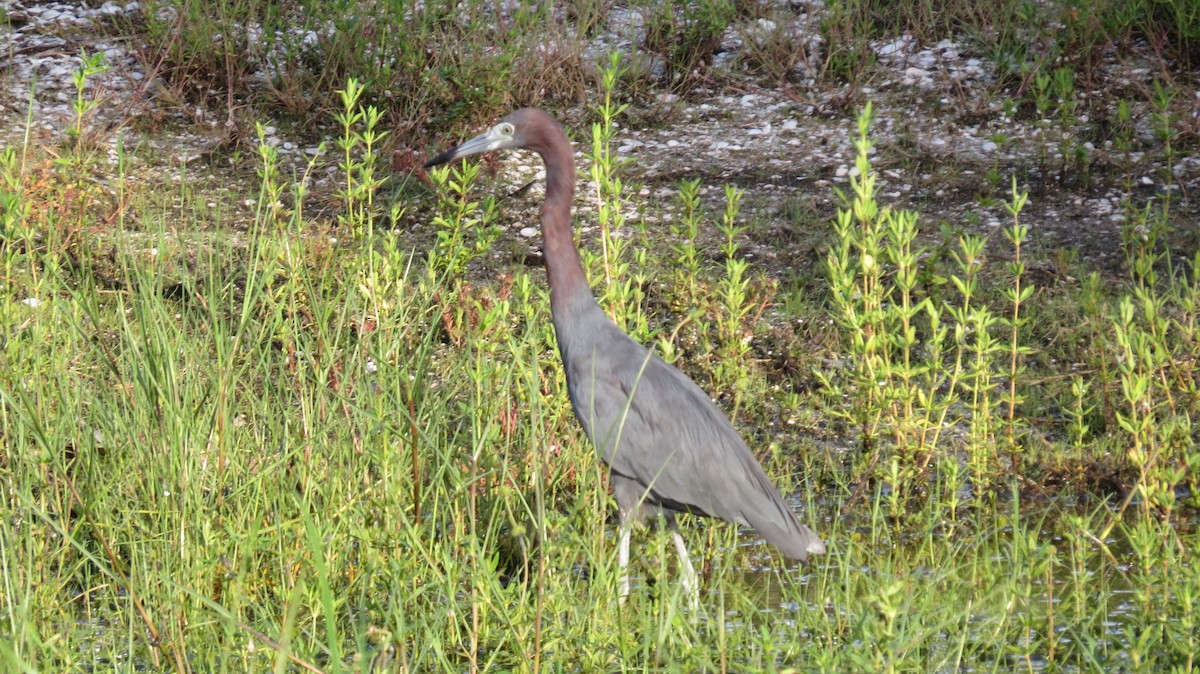 Little Blue Heron - ML623453570