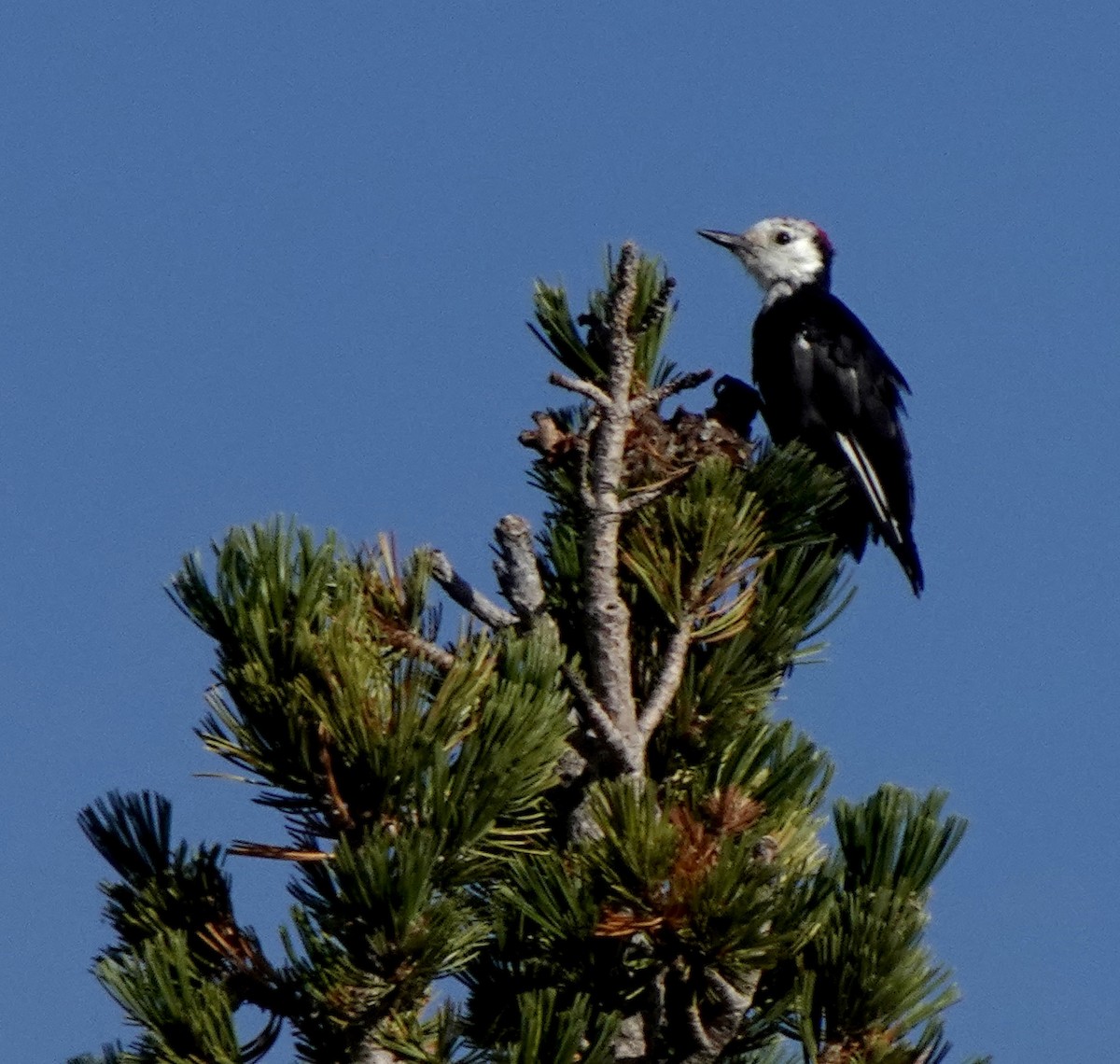 White-headed Woodpecker - ML623453592