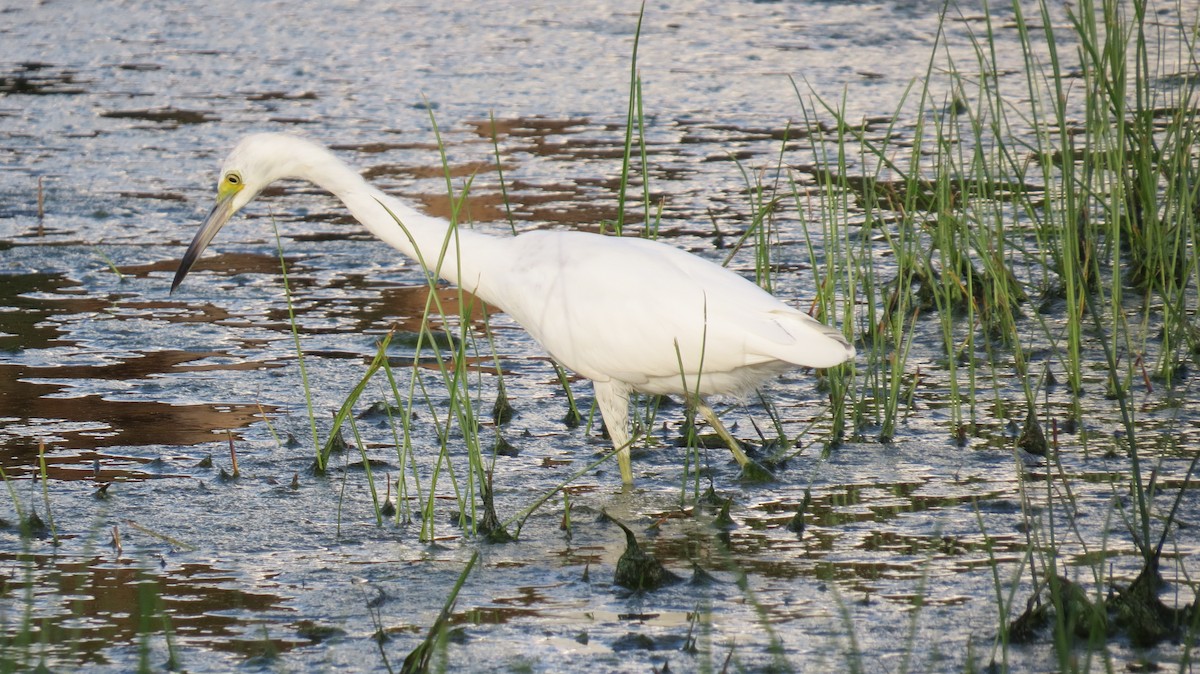 Little Blue Heron - ML623453597