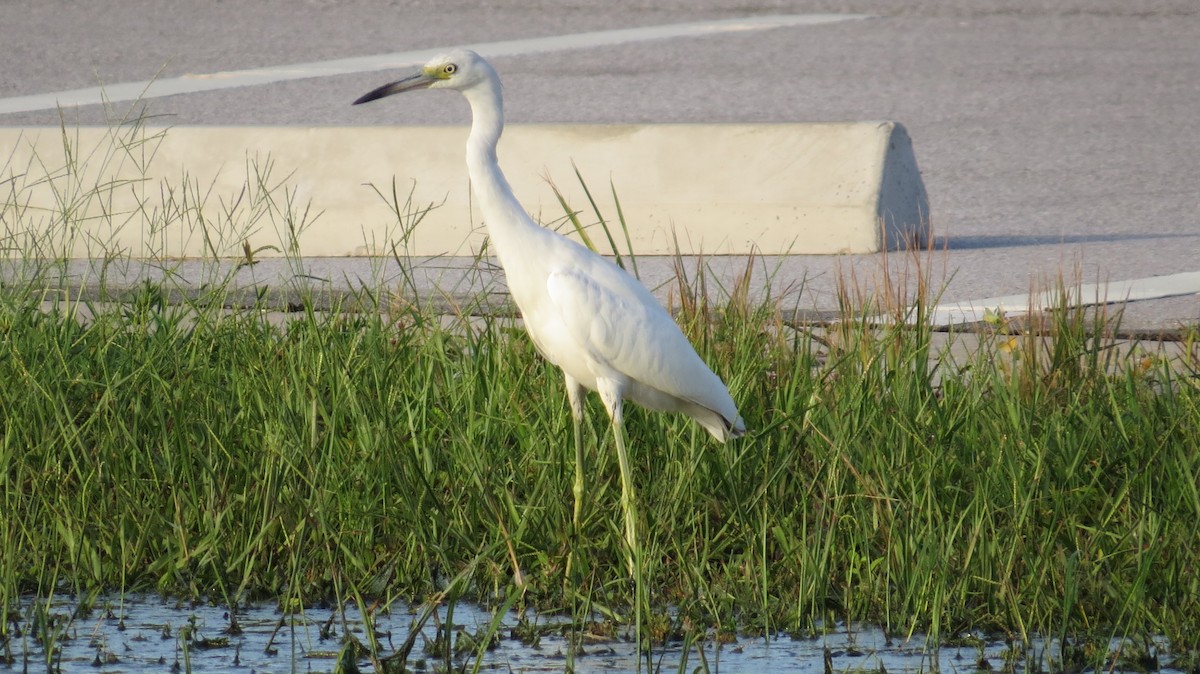 Little Blue Heron - ML623453603