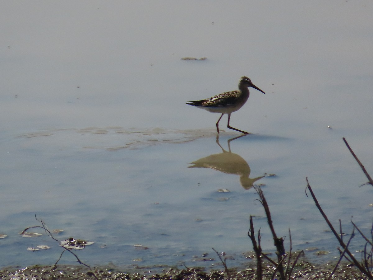 Stilt Sandpiper - ML623453604