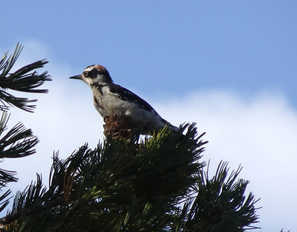 Hairy Woodpecker - ML623453605