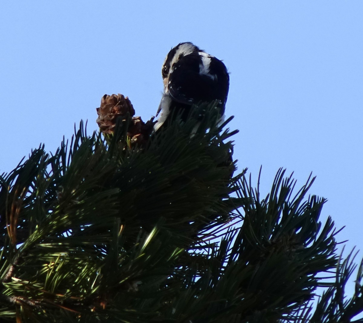 Hairy Woodpecker - ML623453606