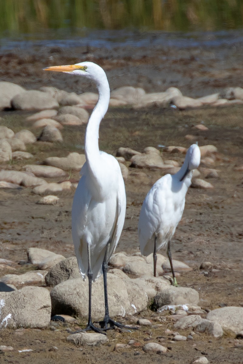 Great Egret - ML623453625