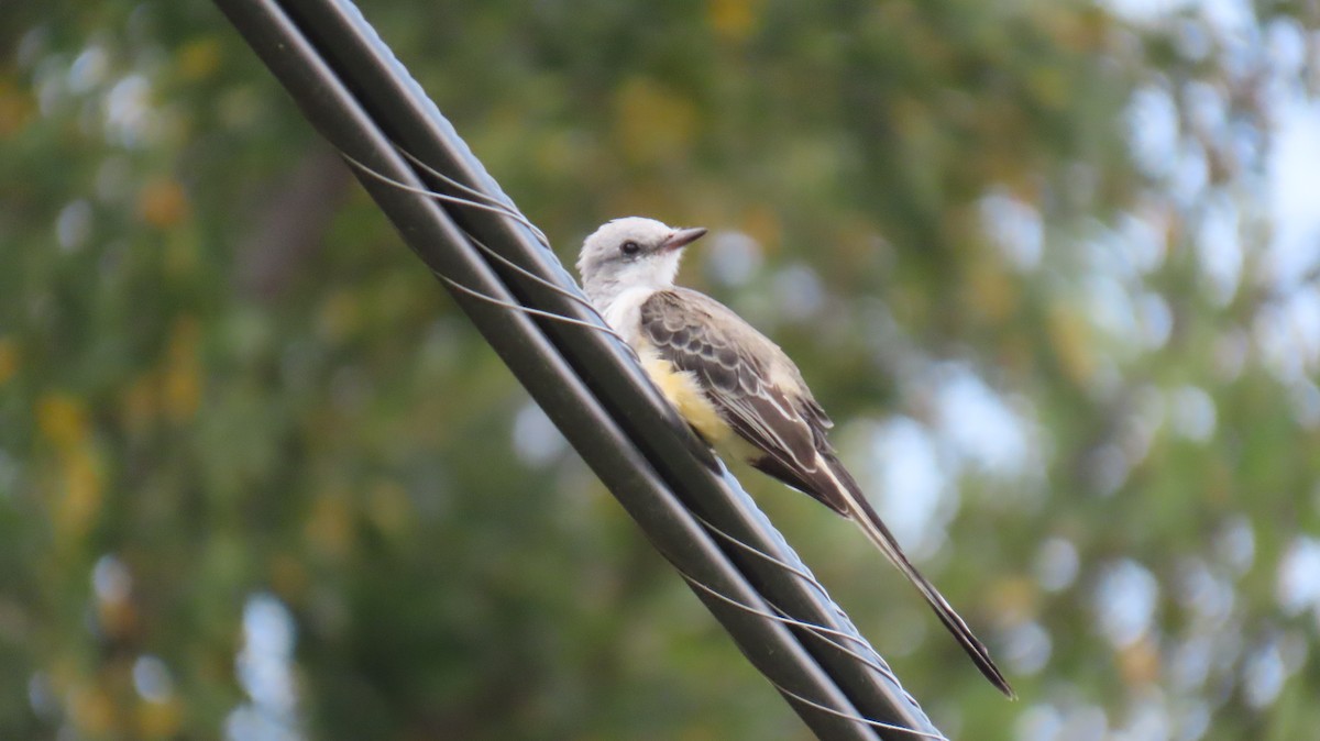 Scissor-tailed Flycatcher - ML623453677