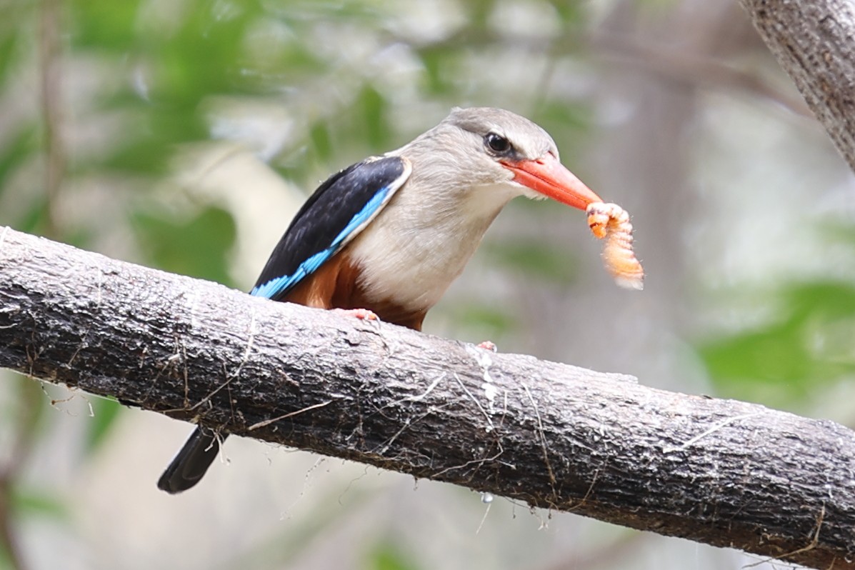 Gray-headed Kingfisher - ML623453755