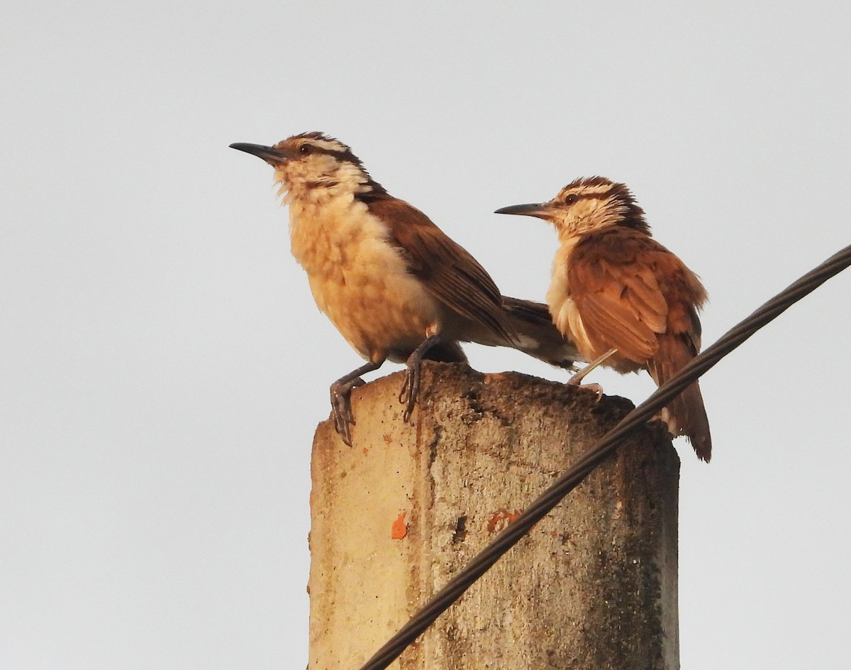 Bicolored Wren - ML623453757