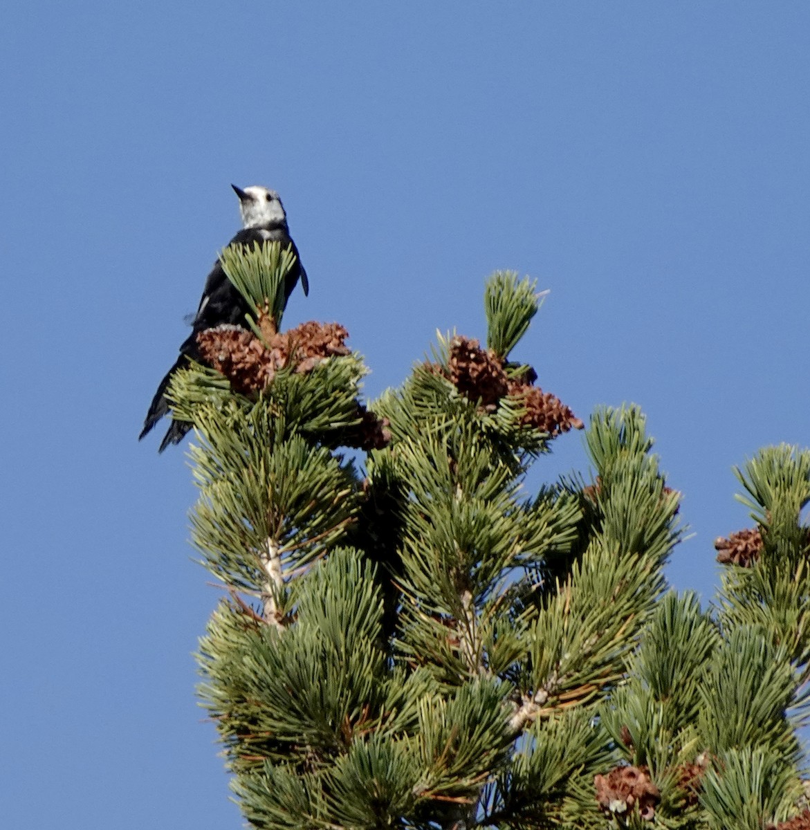 White-headed Woodpecker - ML623453783