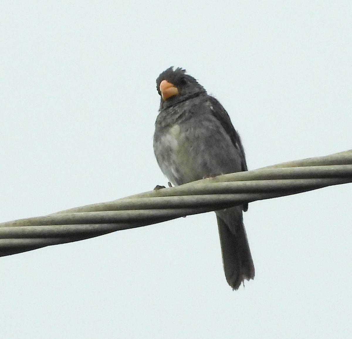 Gray Seedeater - ML623453838