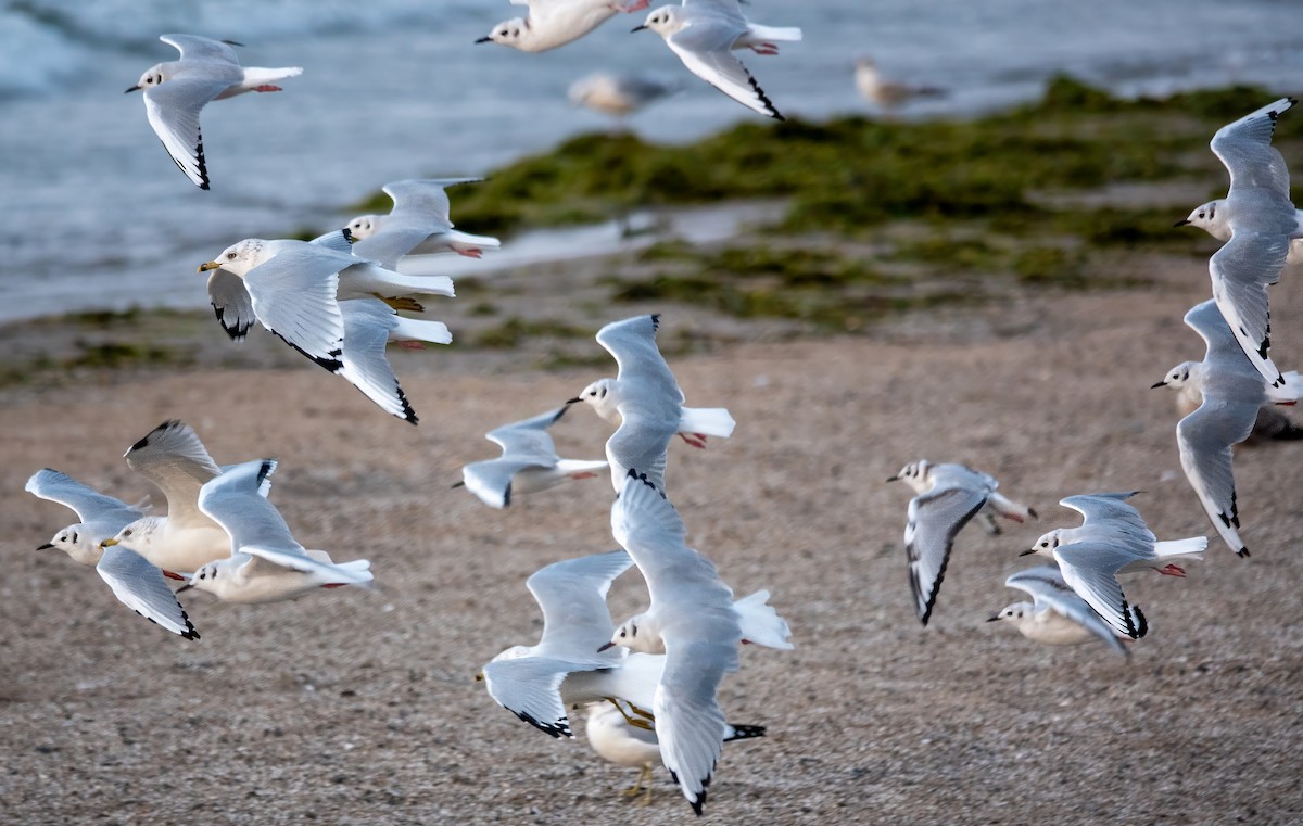 Bonaparte's Gull - ML623453848