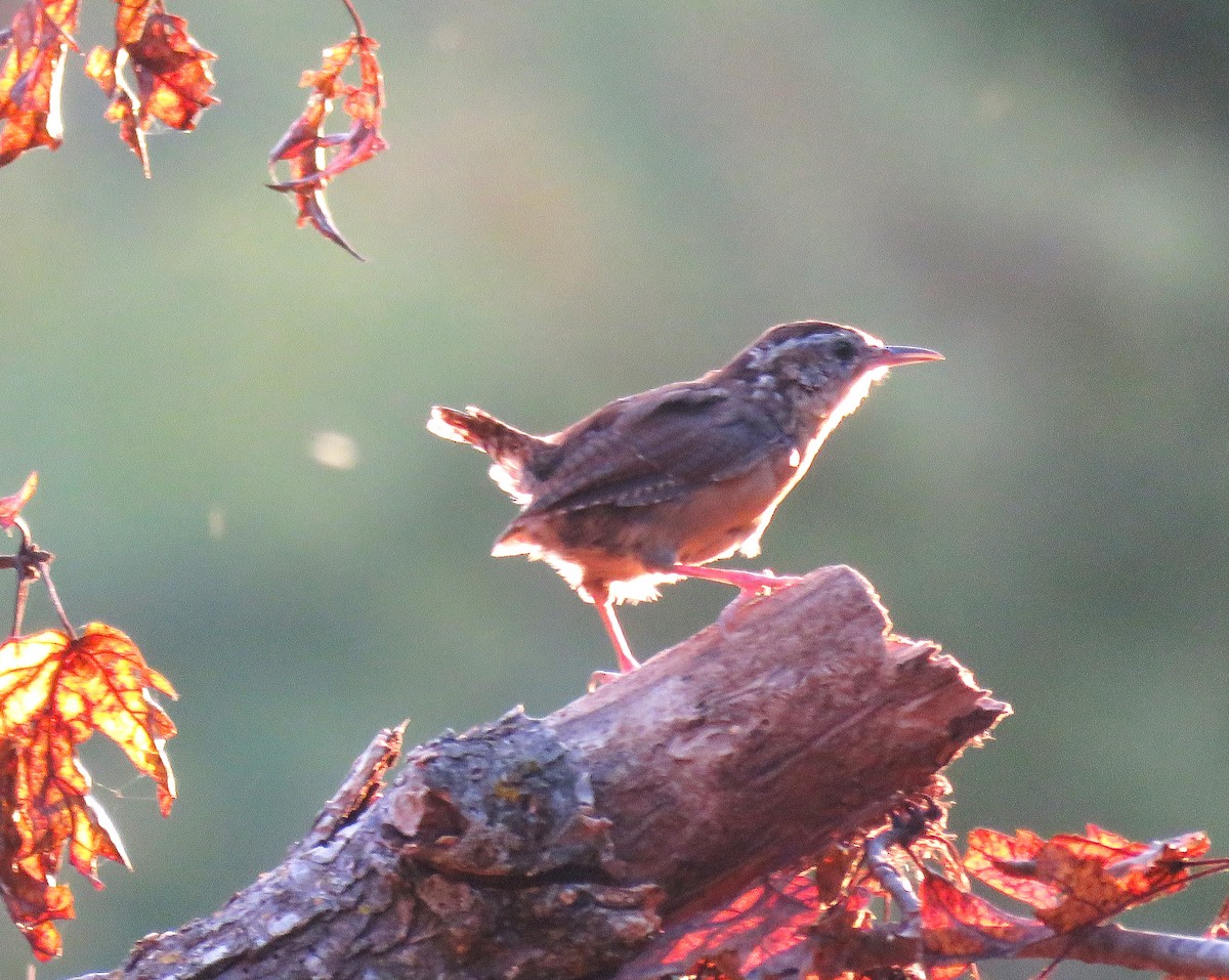 Carolina Wren - Todd Ballinger