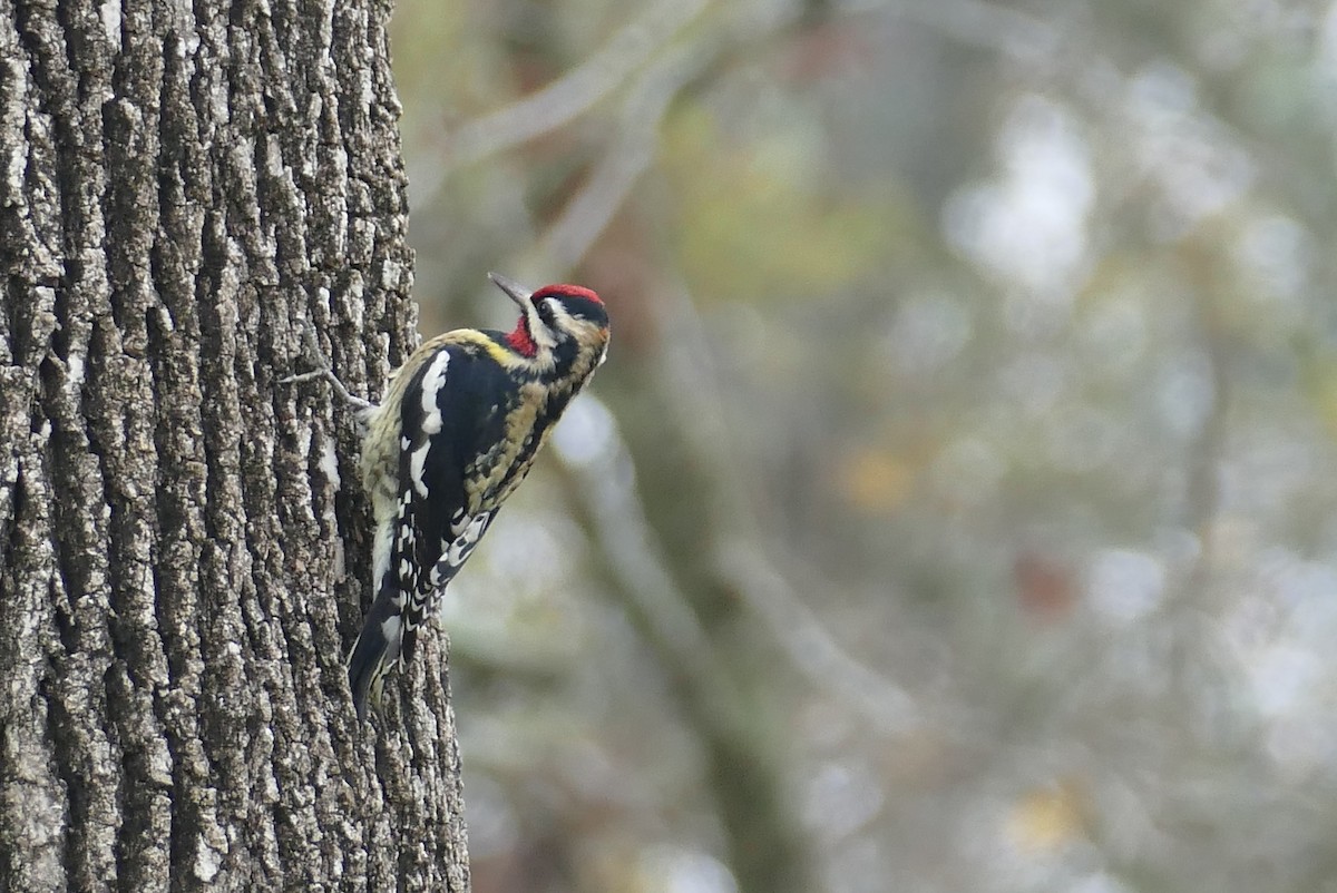 Yellow-bellied Sapsucker - Christina Riehl