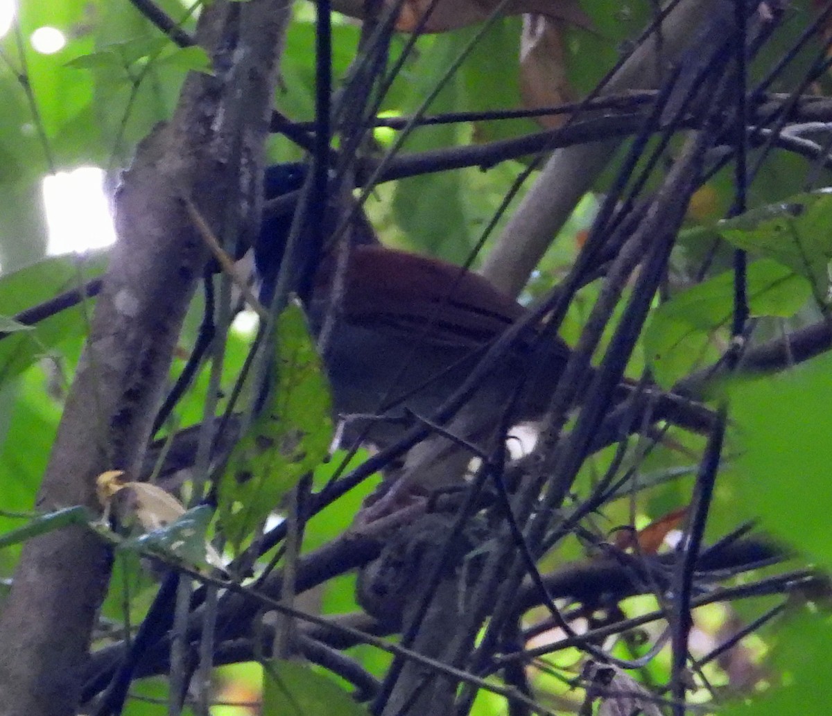 White-bellied Antbird - ML623453897