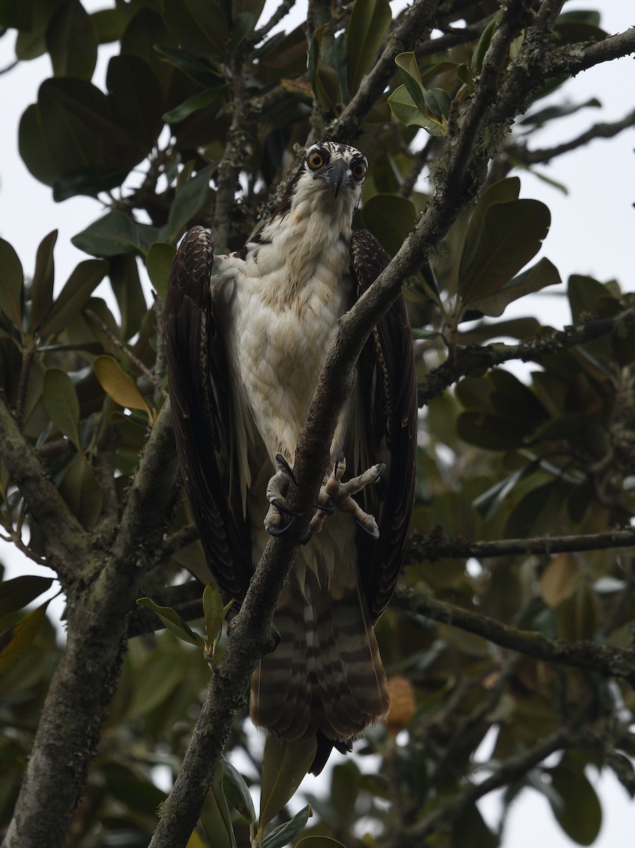 Osprey - ML623453904