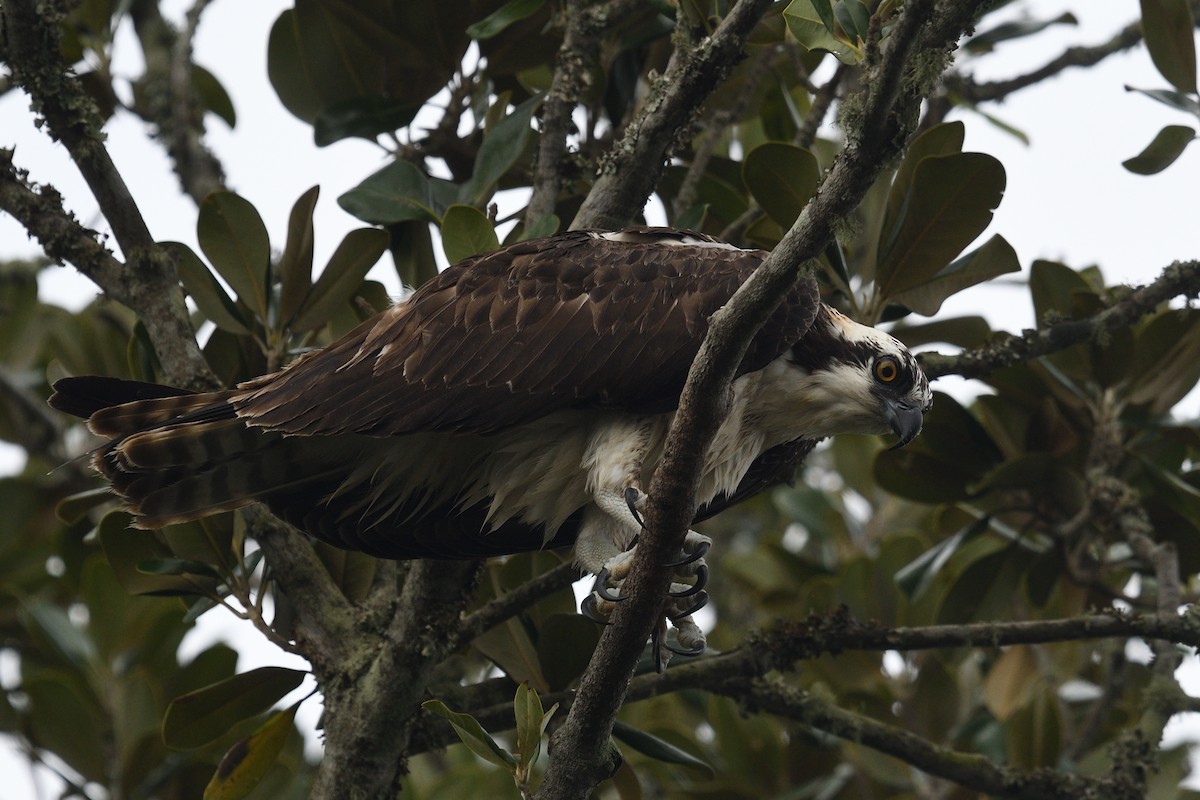 Osprey - ML623453908