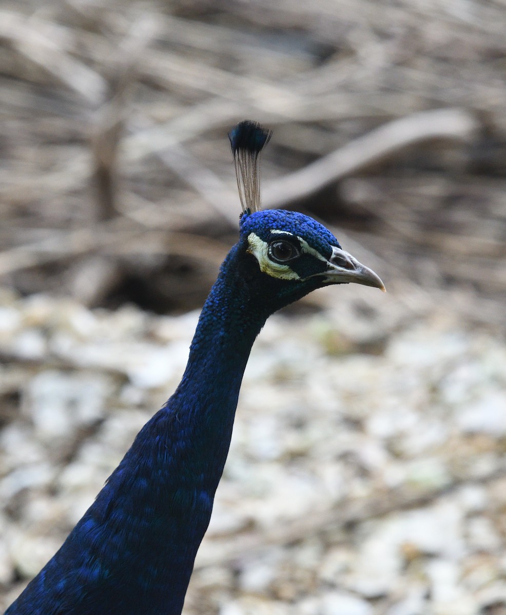 Indian Peafowl - ML623453909