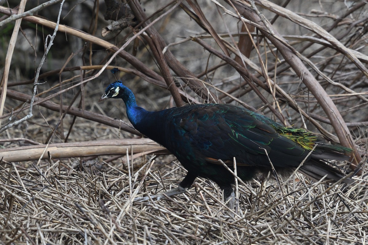 Indian Peafowl - ML623453912