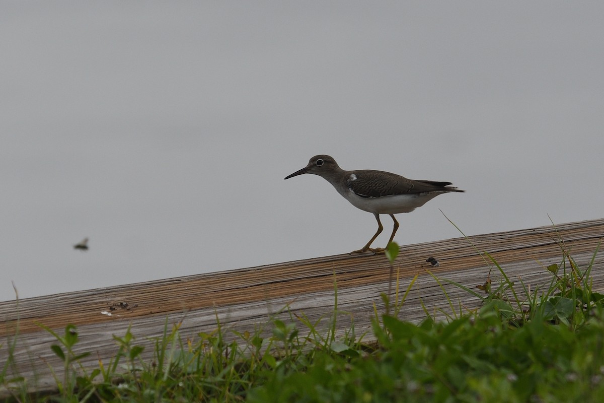 Spotted Sandpiper - Shane Carroll