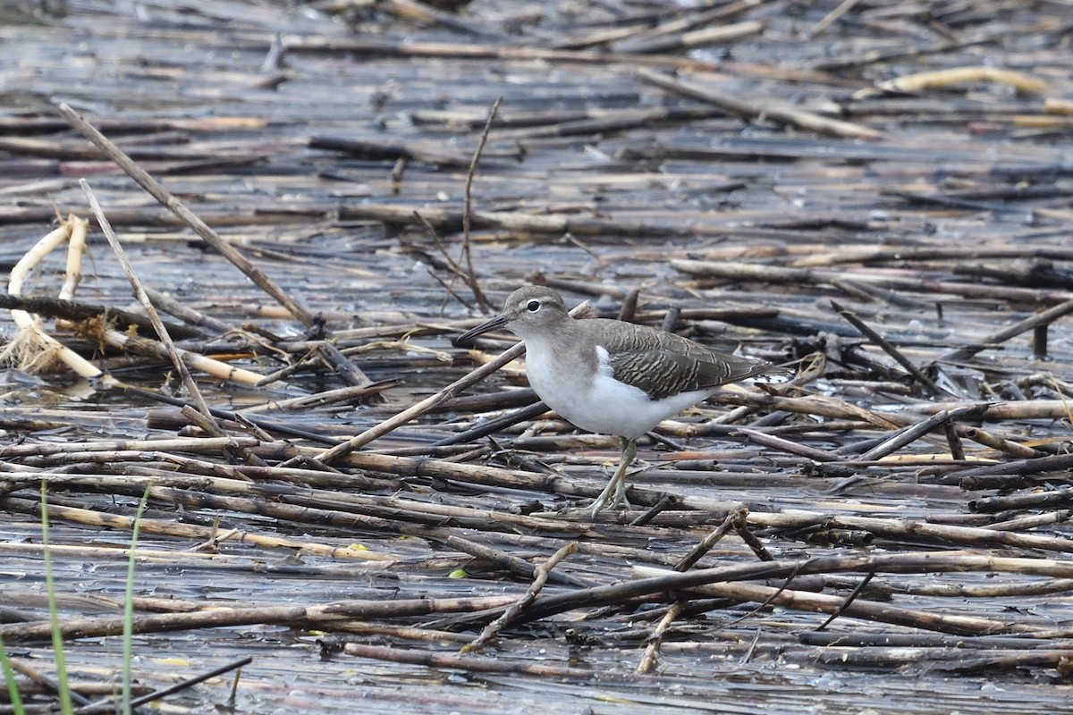 Spotted Sandpiper - ML623453920