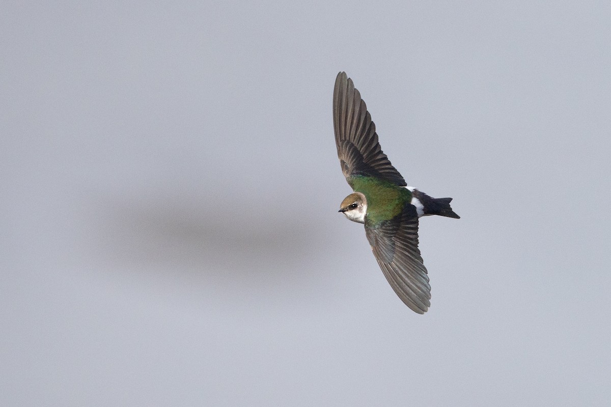 Golondrina Verdemar - ML623453996