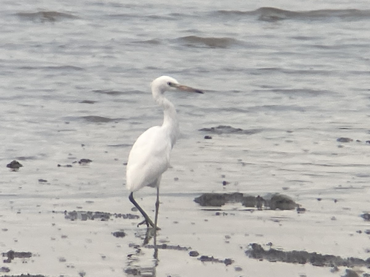 Chinese Egret - Shota Sawamoto