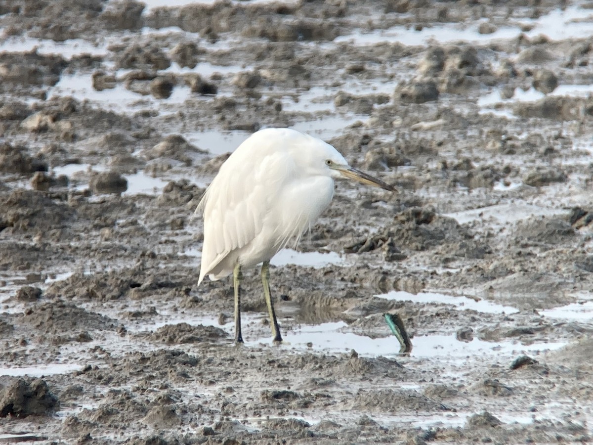 Chinese Egret - ML623454011