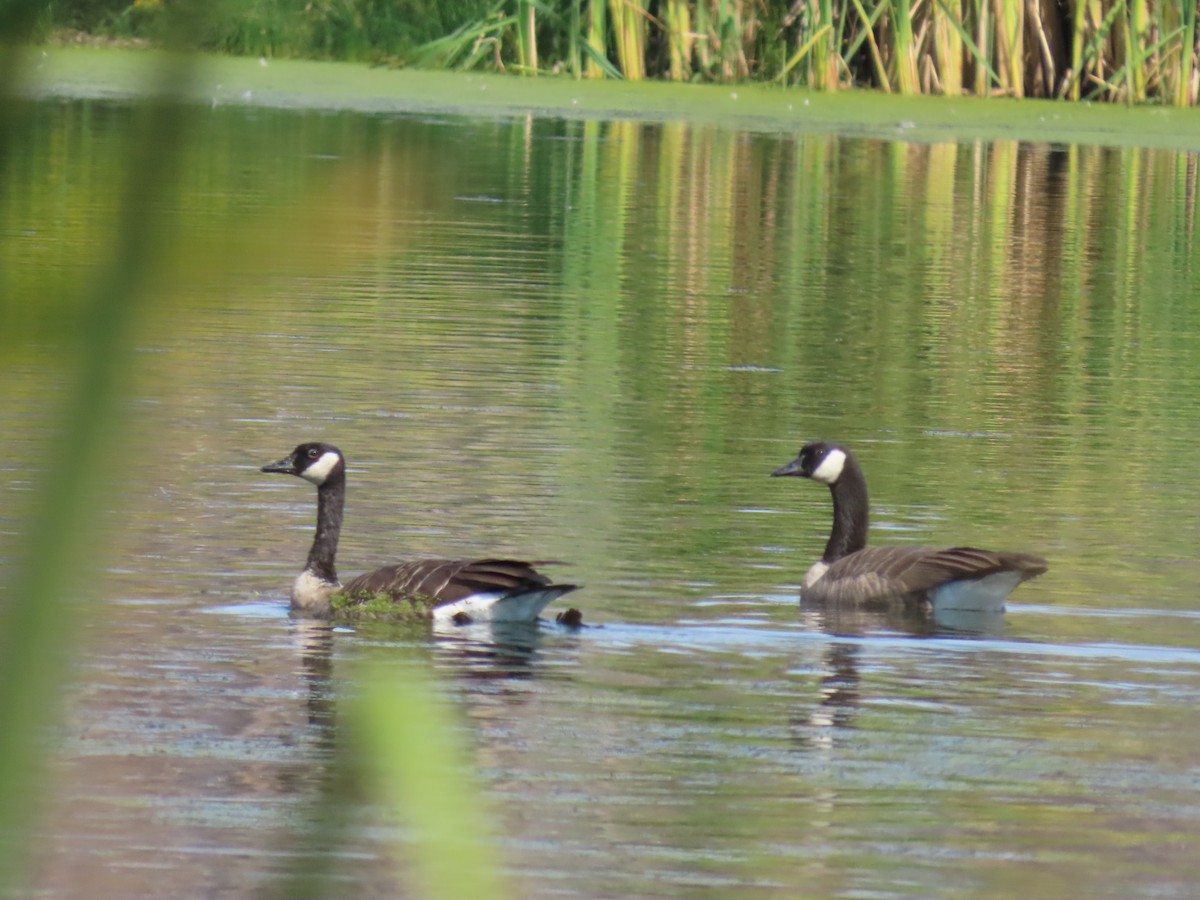 Canada Goose - ML623454020