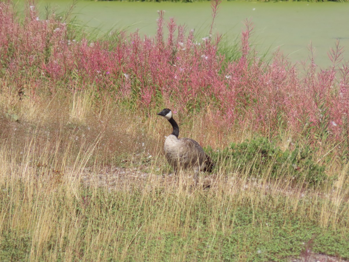 Canada Goose - ML623454021