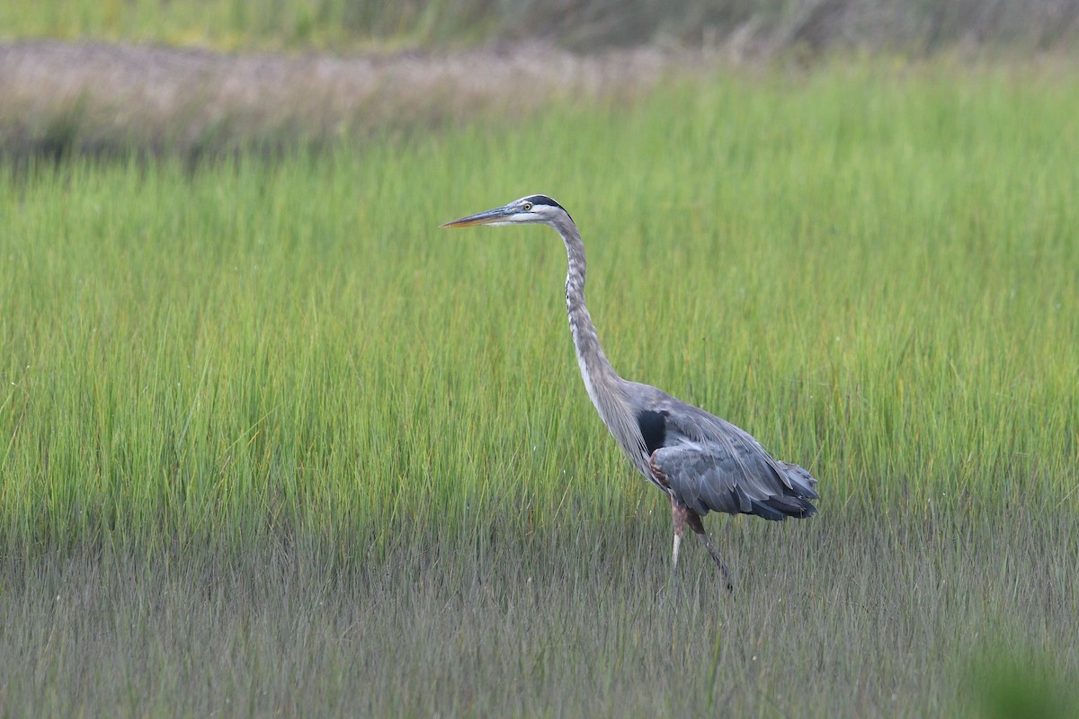 Great Blue Heron - ML623454057