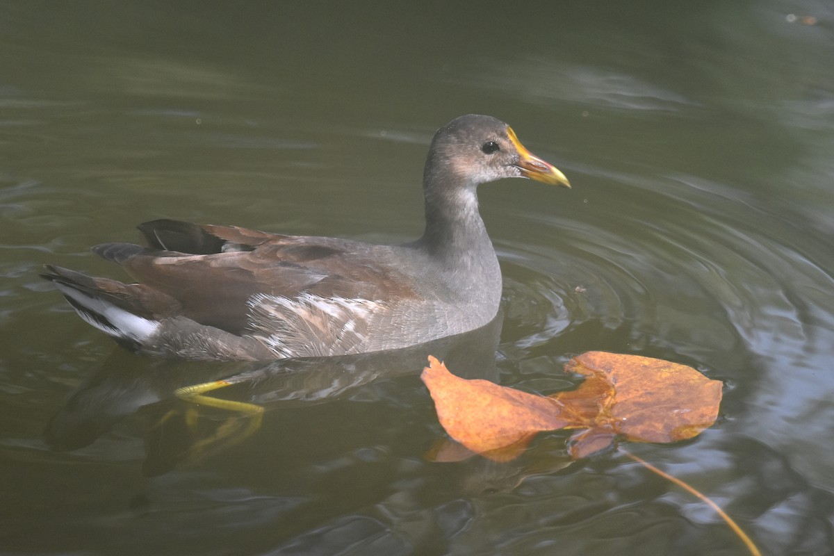 Common Gallinule - Geoffrey Clarke