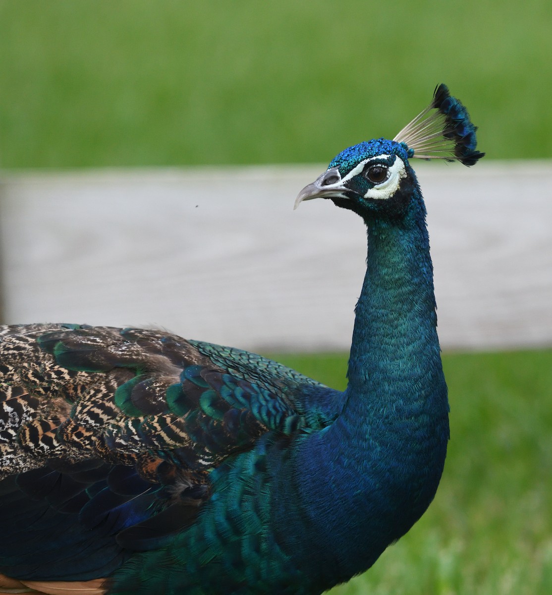 Pavo Real Común - ML623454076