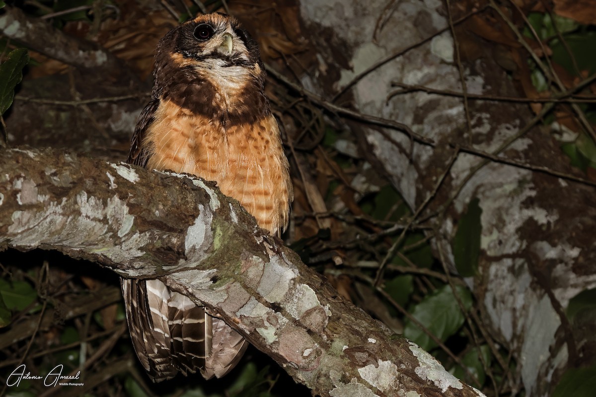 Tawny-browed Owl - ML623454119