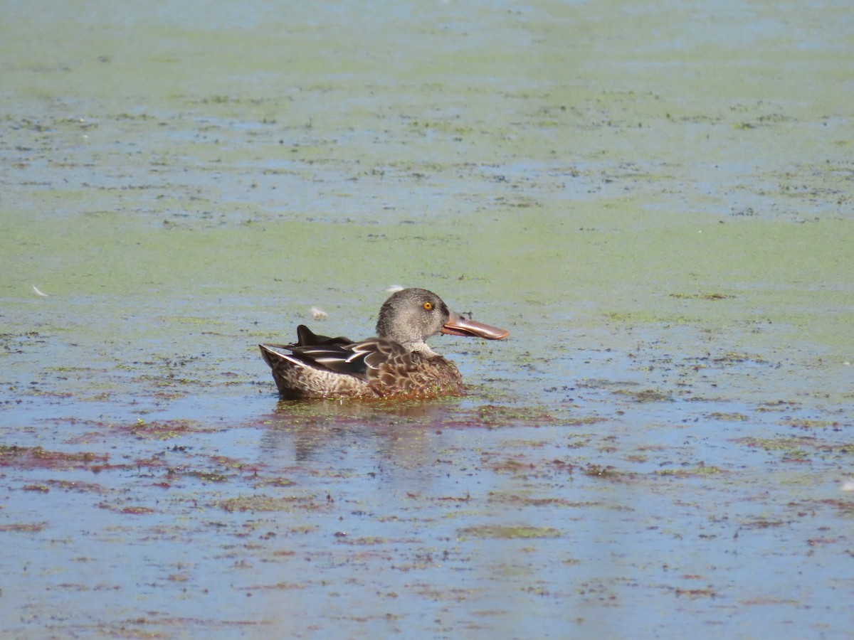 Northern Shoveler - ML623454132