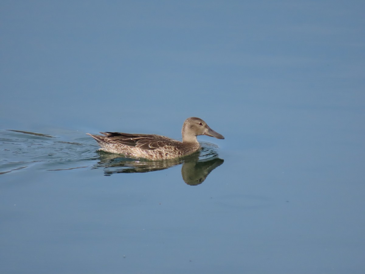 Northern Shoveler - ML623454133