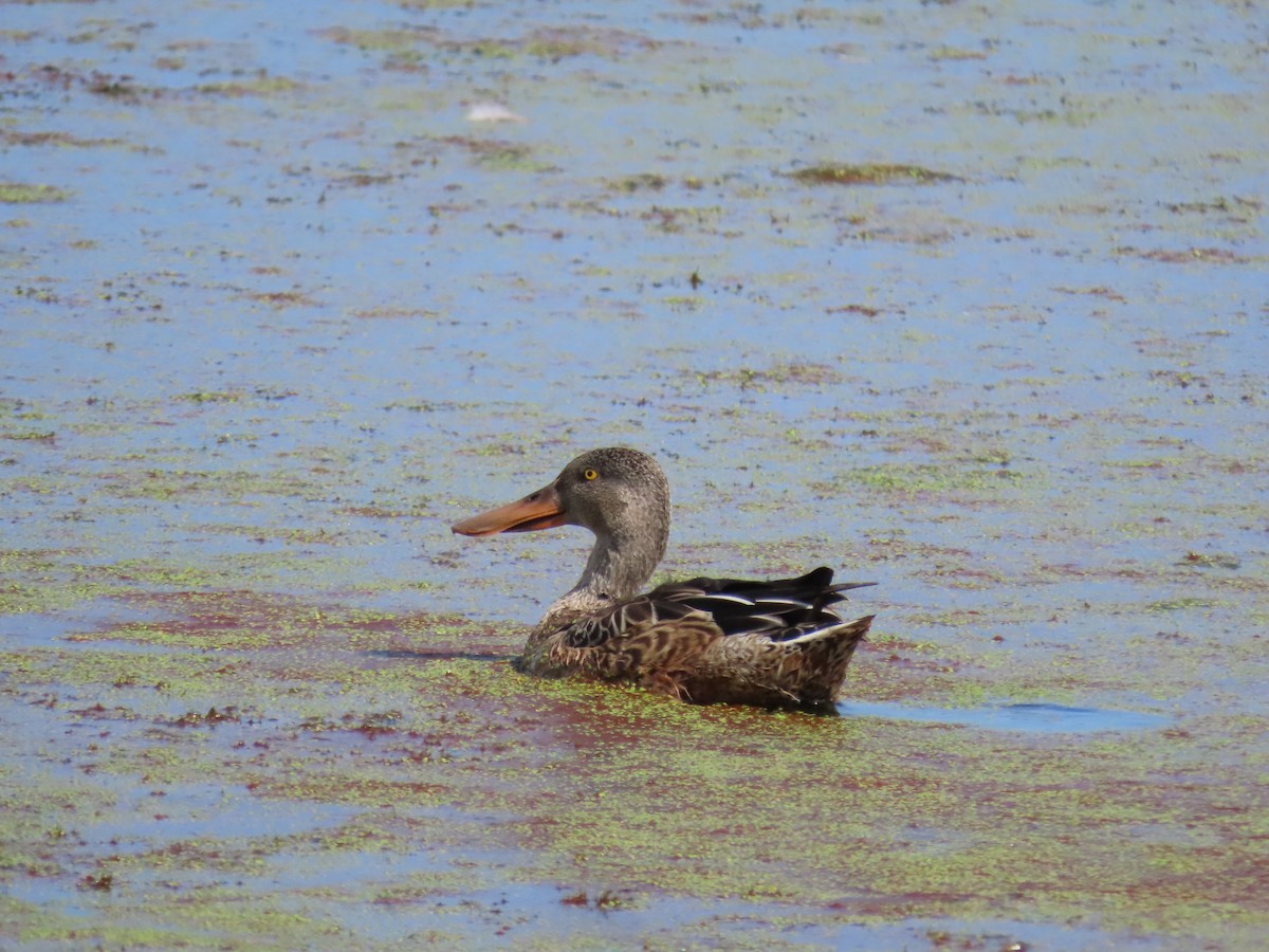 Northern Shoveler - ML623454134