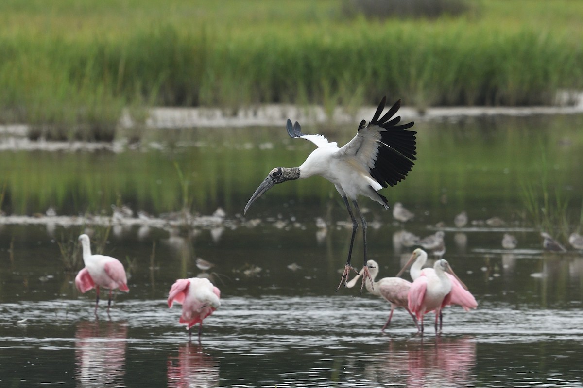 Wood Stork - ML623454166