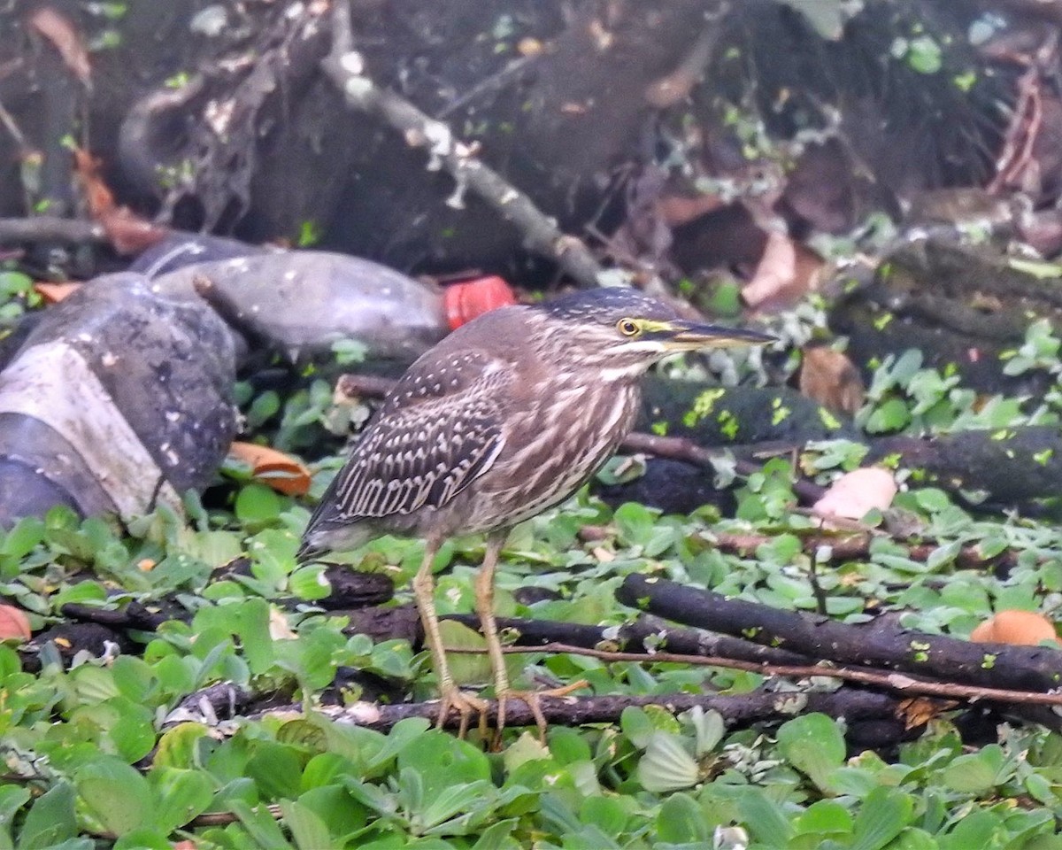 Striated Heron (South American) - ML623454181